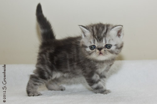 Kitten 4: Black silver tabby blotched katertje